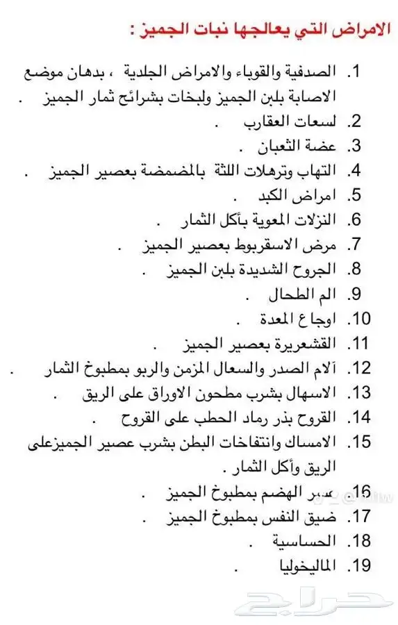 شجرة الجميز النادرة 11