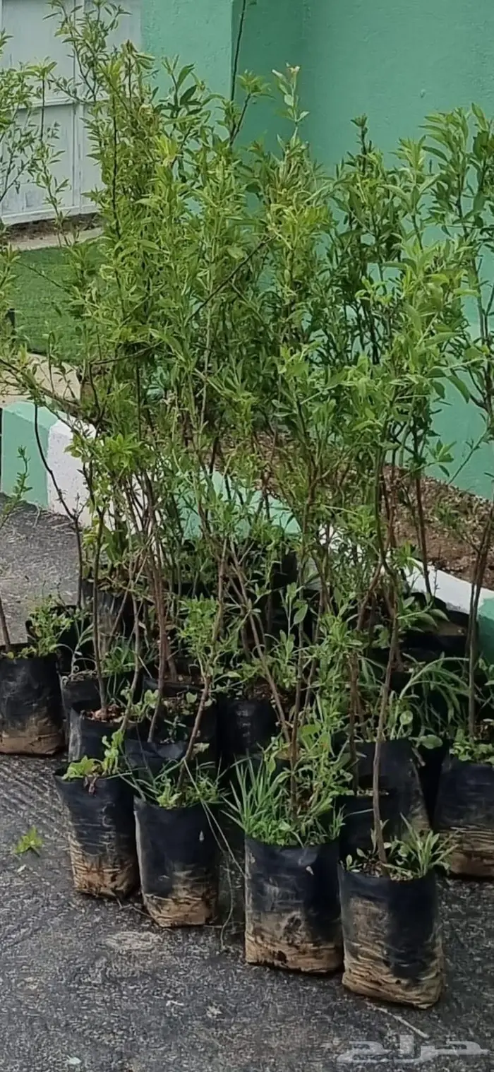 شتلات لوز الديره حبه كبيره 8 ريال 1