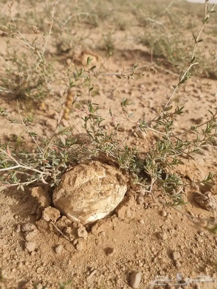 بذور رقروق نضيف وجديد بالكيلو 0