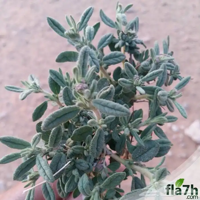 بذور رقروق نضيف وجديد بالكيلو 1