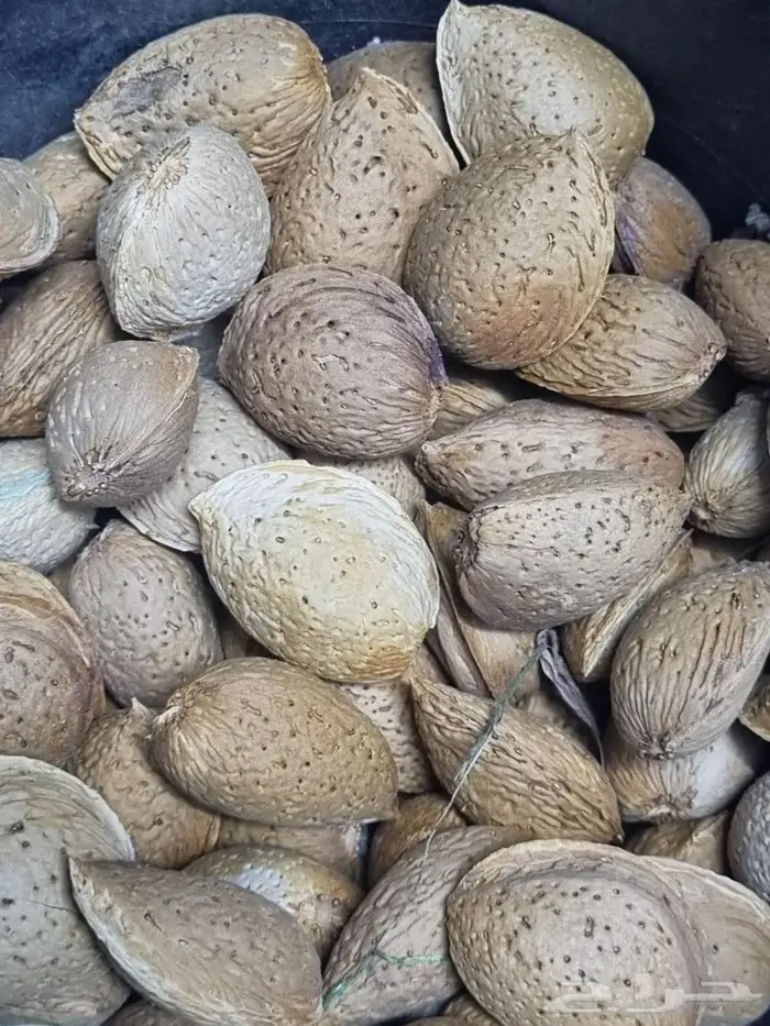 شتلات لوز الديره حبه كبيره 8 ريال 0