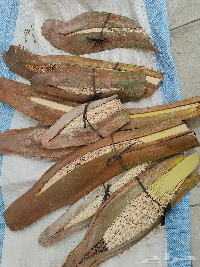 نبات نخيل فحال بار النخيل بودر بودره قمح الاحساء 2