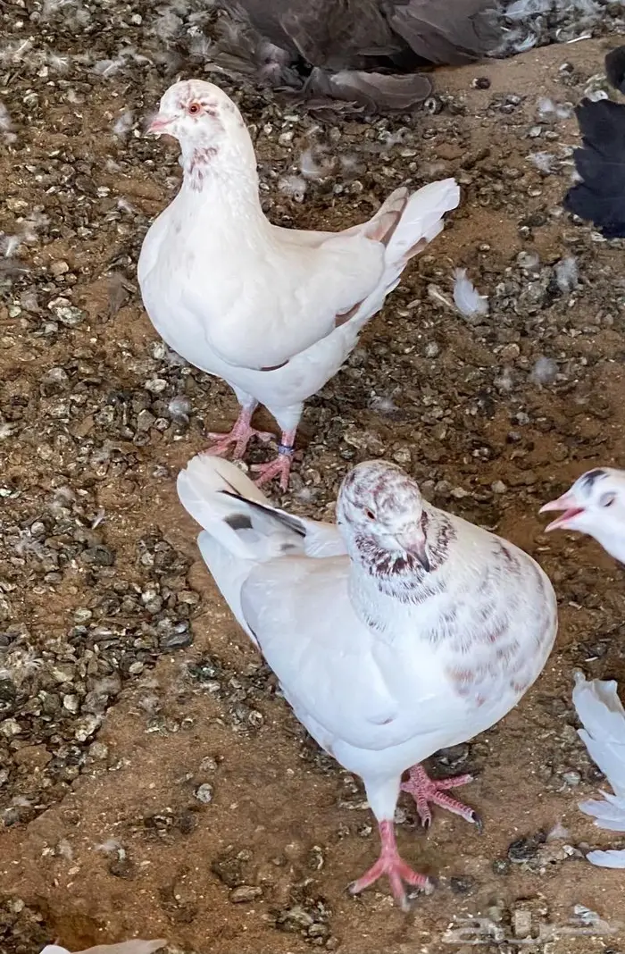 حمام مجموعة وأنواع من حمام الزينه للبيع 5