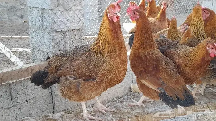 صوص فرنسي كولمبي واحمر للبيع 19