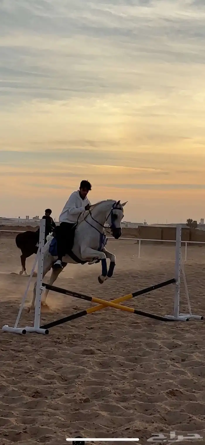 خيل 13