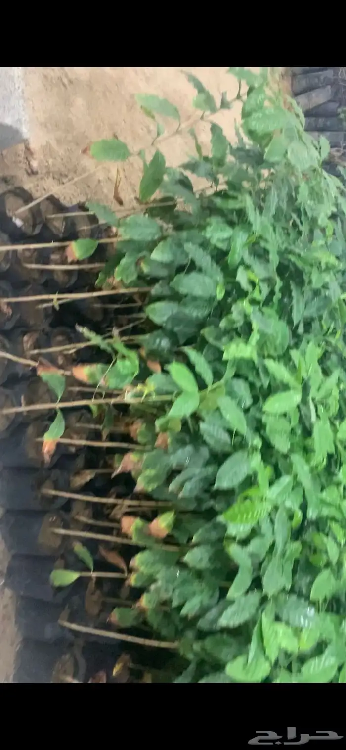 اشجار بن مثمر للبيع 5