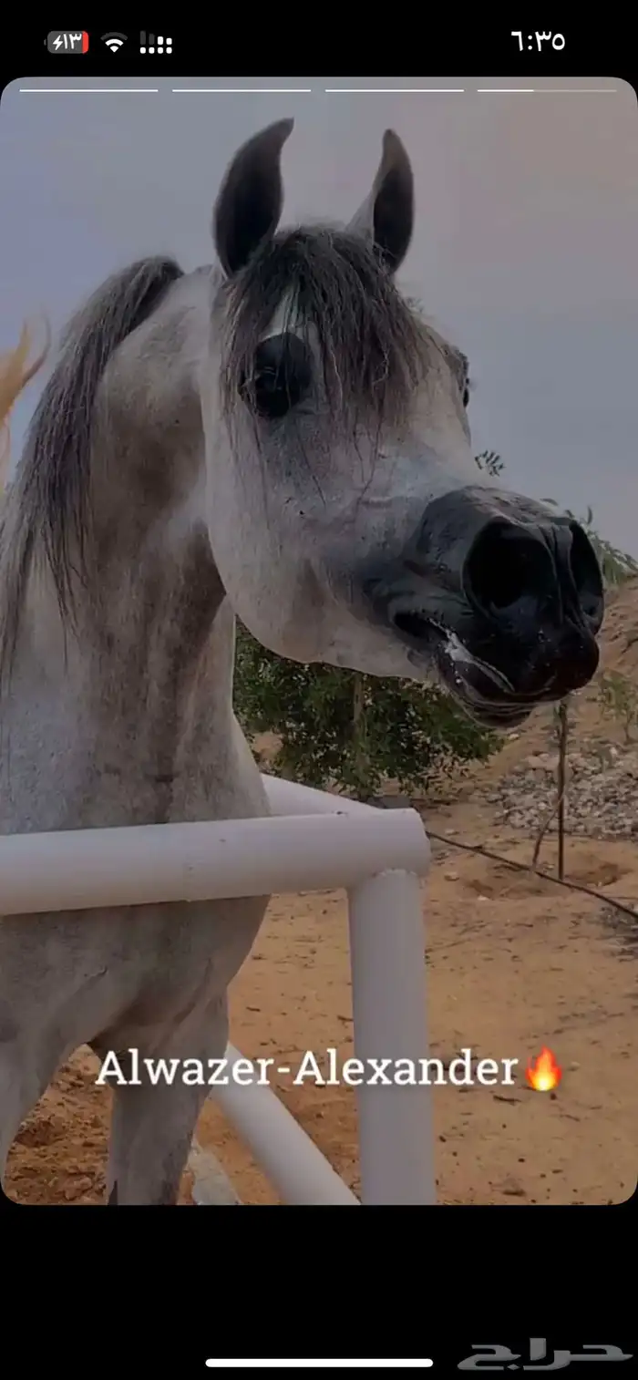 خيل 0
