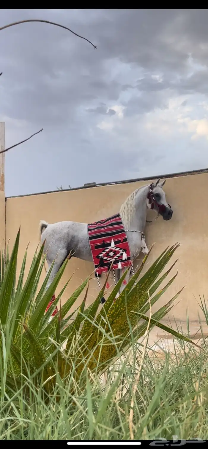 خيل 2