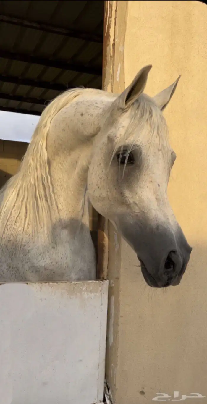 خيل 1