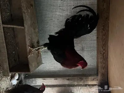 للبيع دجاج وديوك تكسس 0