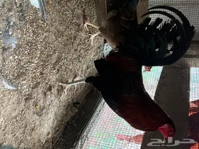 للبيع دجاج وديوك تكسس 3