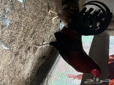 للبيع دجاج وديوك تكسس 4