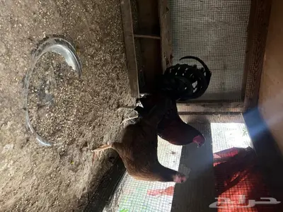 للبيع دجاج وديوك تكسس 2