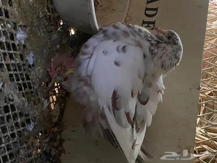 حمام مجموعة وأنواع من حمام الزينه للبيع 3