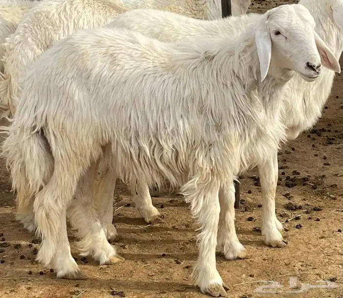 ذبايح حري سواكني جذع والتوصيل مجاني 0