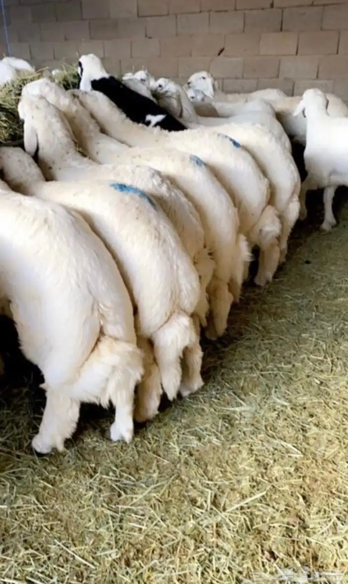 ذبايح حريات ونعيم(مفطح-ثلاجه)شامل ذبح وتوصيل 5