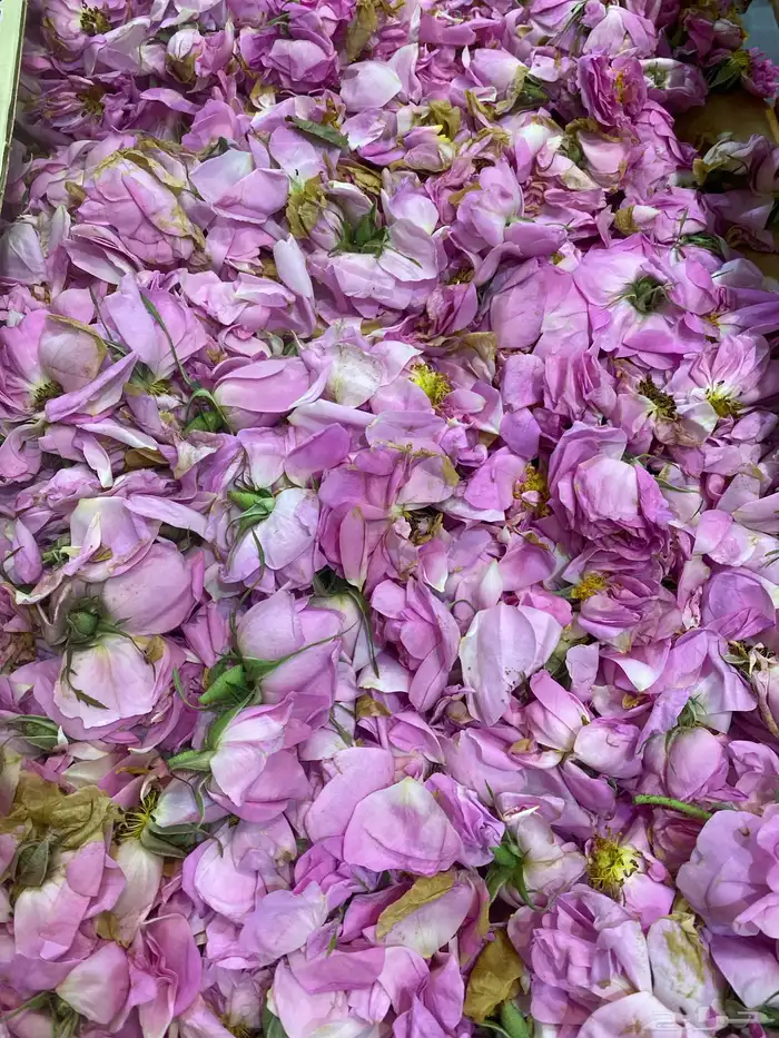 توزيعات حسب الطلب 5