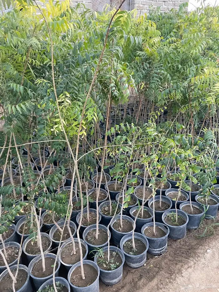 مشاتل ابوعمار 11
