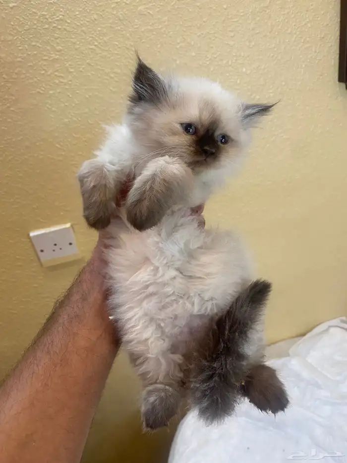 قطط هملايا بيور 2