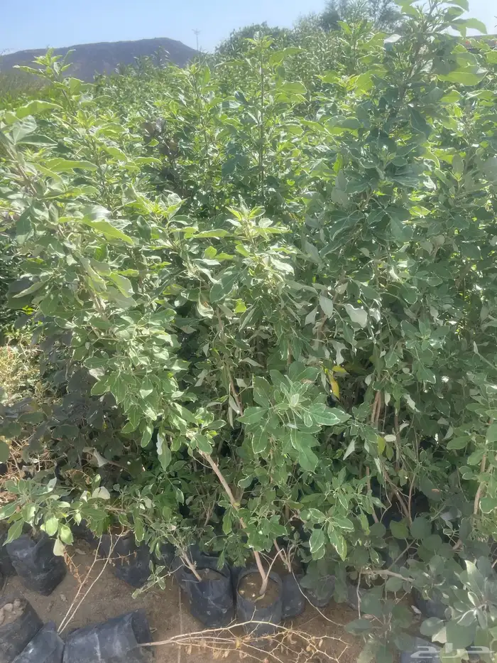 مشاتل ابوعمار 8