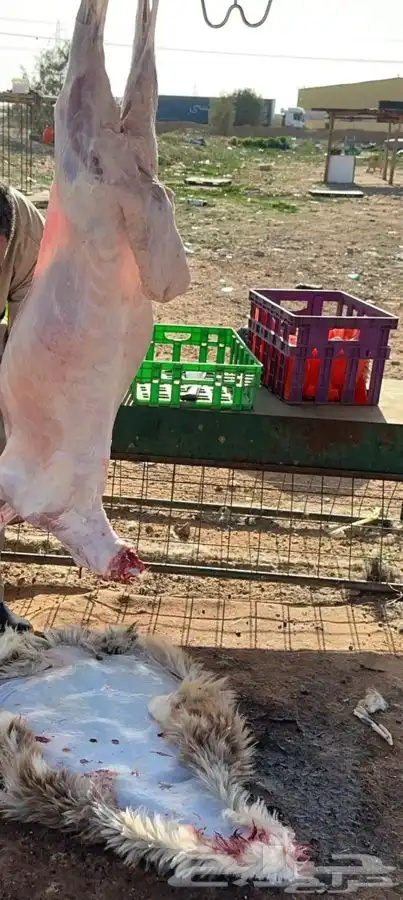 ذبايح للبيع ويوجد جميع الانواع ويوجد خدمة توصيل 6
