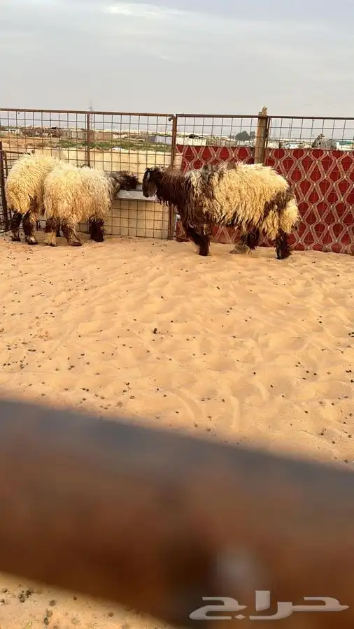 ذبايح للبيع ويوجد جميع الانواع ويوجد خدمة توصيل 5