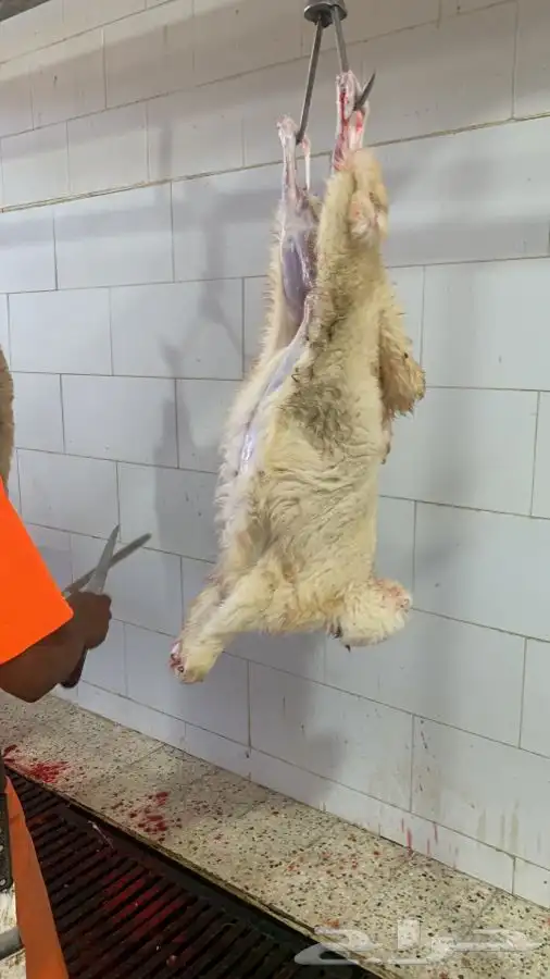 غنم حريات نظيفه وشي طيب من الاخر 11