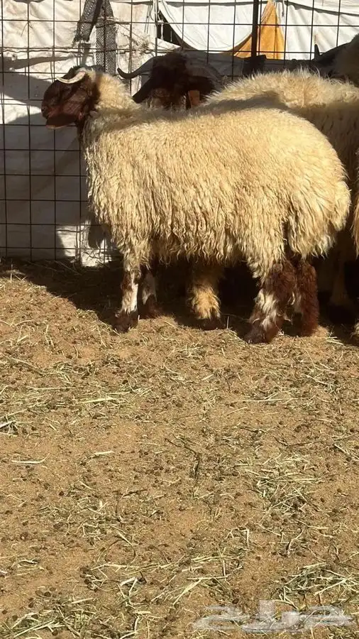 ذبايح للبيع ويوجد جميع الانواع ويوجد خدمة توصيل 1