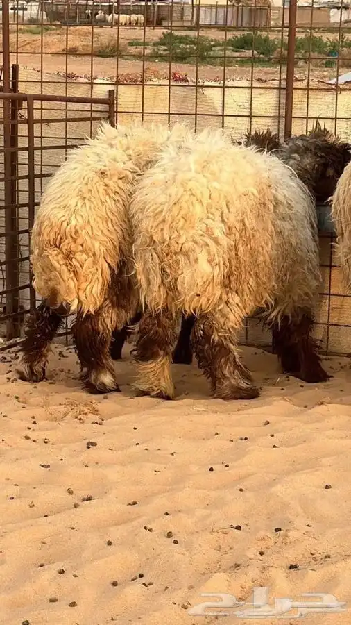 ذبايح للبيع ويوجد جميع الانواع ويوجد خدمة توصيل 0