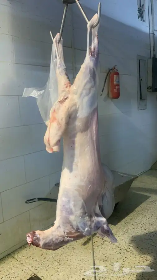 غنم حريات نظيفه وشي طيب من الاخر 0