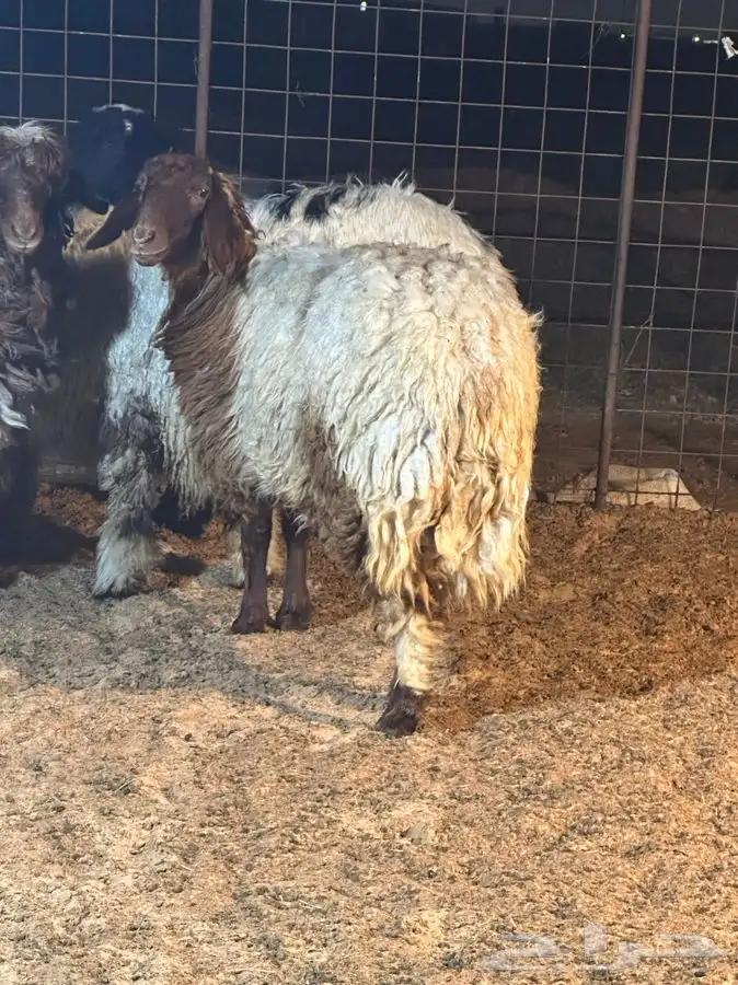 ذبايح للبيع ويوجد جميع الانواع ويوجد خدمة توصيل 13