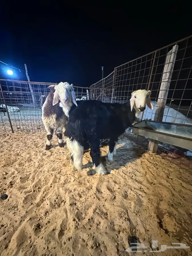 ذبايح للبيع ويوجد جميع الانواع ويوجد خدمة توصيل 8