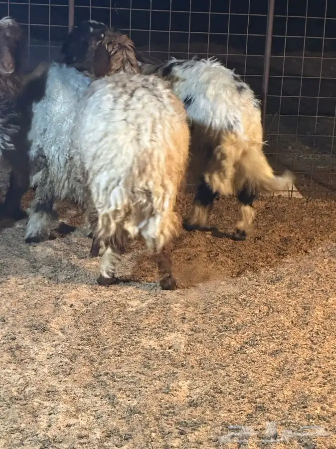 ذبايح للبيع ويوجد جميع الانواع ويوجد خدمة توصيل 14