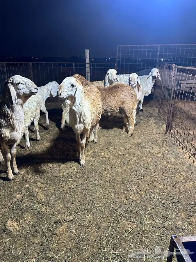 ذبايح للبيع ويوجد جميع الانواع ويوجد خدمة توصيل 11