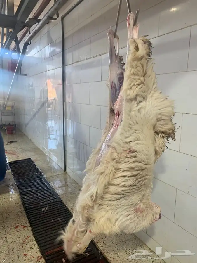 غنم حريات نظيفه وشي طيب من الاخر 3