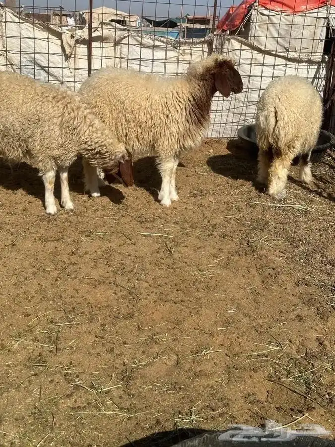 ذبايح للبيع ويوجد جميع الانواع ويوجد خدمة توصيل 2