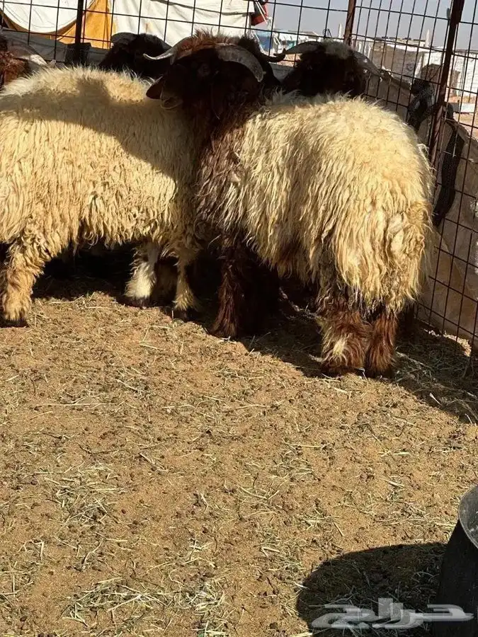 ذبايح للبيع ويوجد جميع الانواع ويوجد خدمة توصيل 4