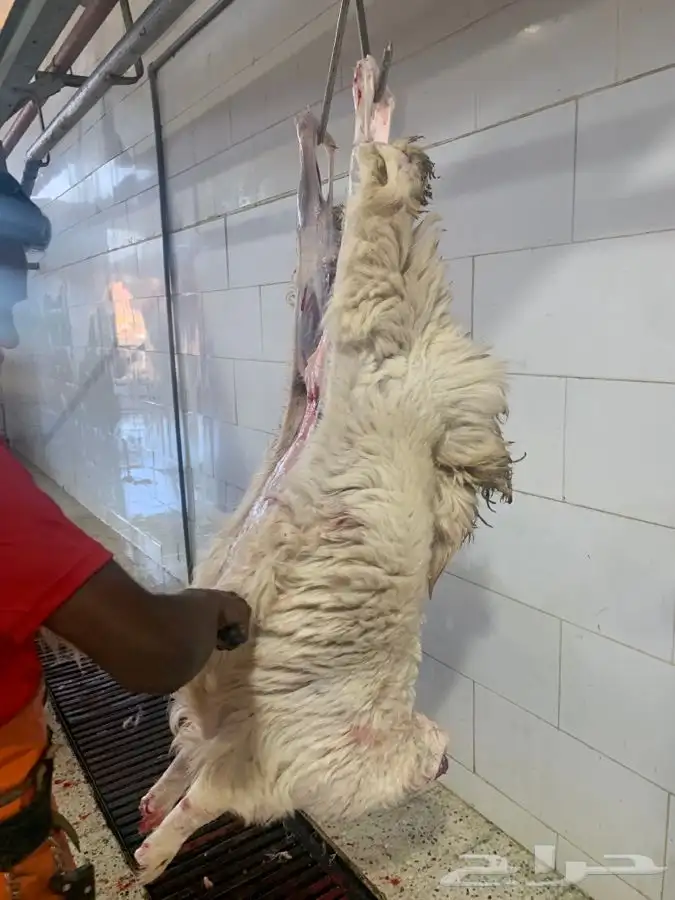 غنم حريات نظيفه وشي طيب من الاخر 7