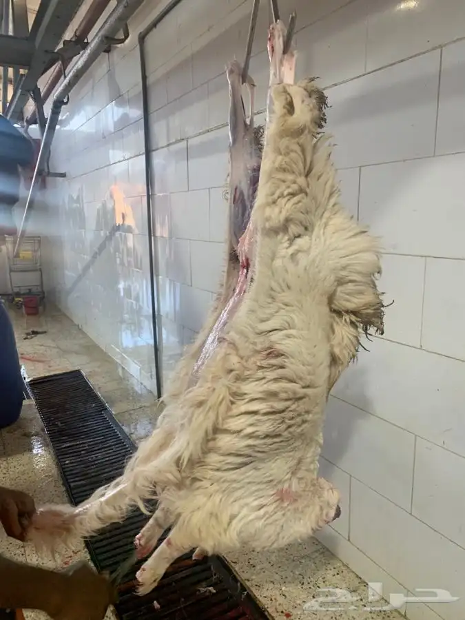 غنم حريات نظيفه وشي طيب من الاخر 6