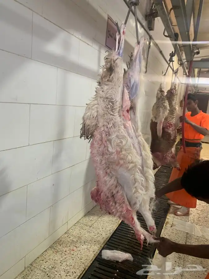 غنم حريات نظيفه وشي طيب من الاخر 4