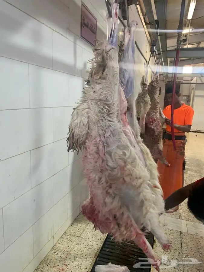 غنم حريات نظيفه وشي طيب من الاخر 5