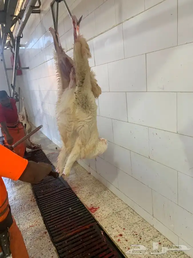 غنم حريات نظيفه وشي طيب من الاخر 12