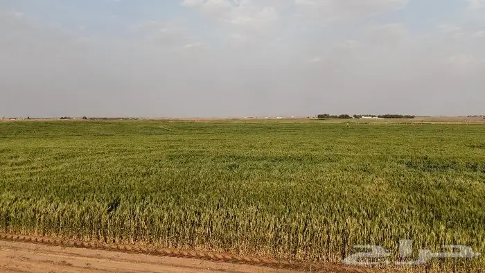 مصور مشاريع ومزا رع والطرق والعقارات الدمام الرياض الخرج 8
