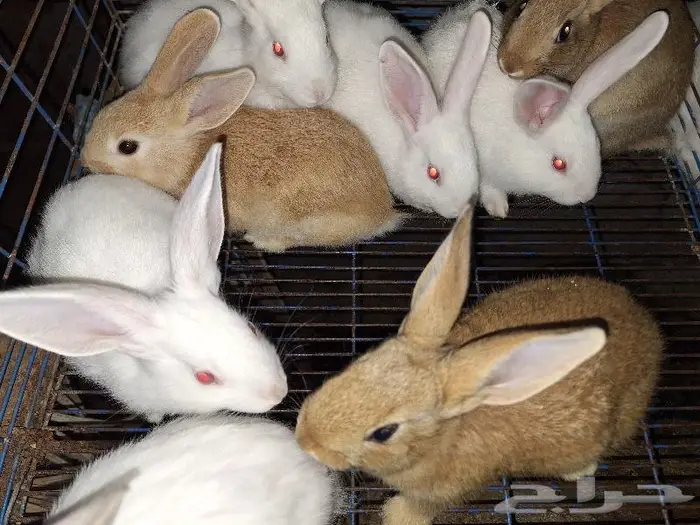 أرانب فطام 3