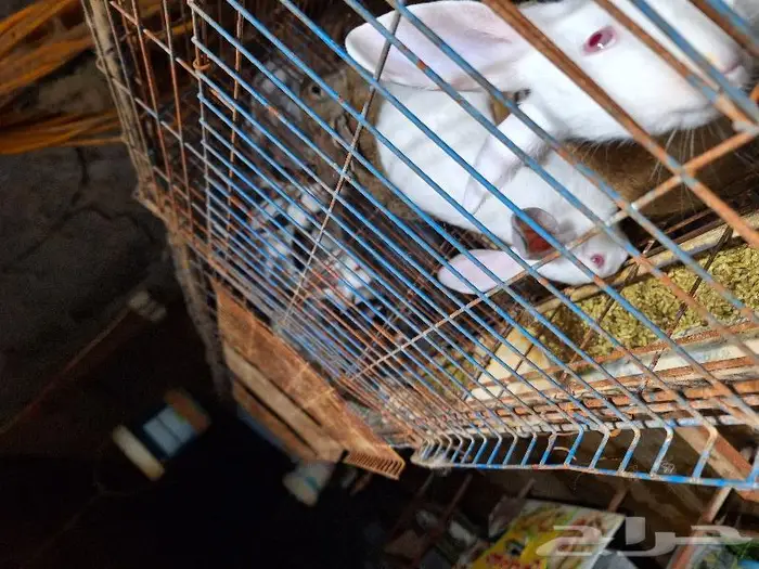 أرانب فطام 2