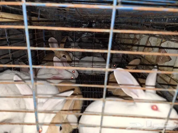 أرانب فطام 4