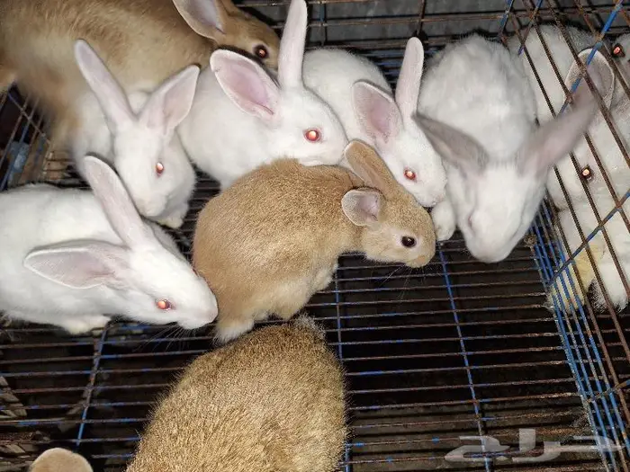 أرانب فطام 5