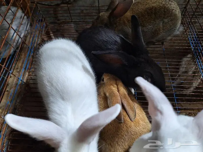 أرانب فطام 6