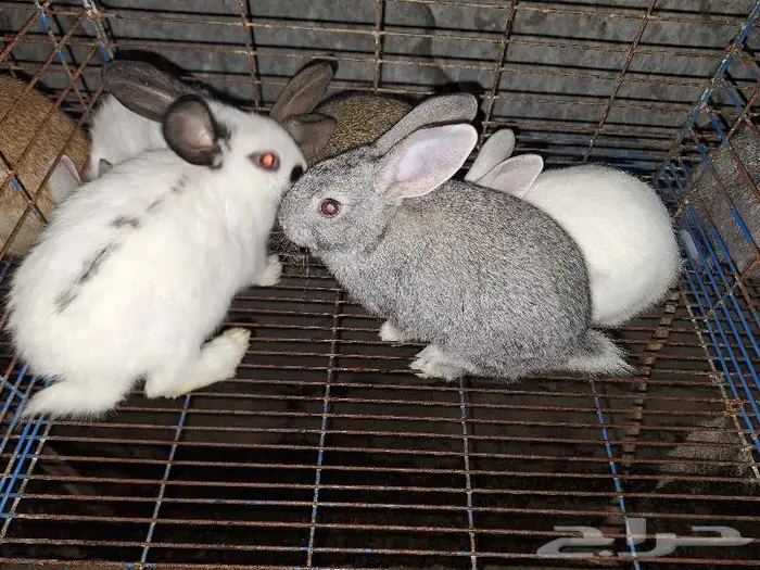 أرانب فطام 7
