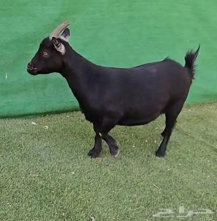 معزاء قزم الماعز القزم امهات ماعز قزم انتاج انثى دفيع 7